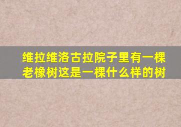 维拉维洛古拉院子里有一棵老橡树这是一棵什么样的树
